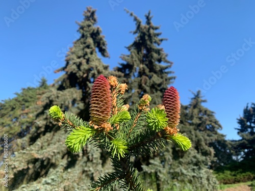 bright cones