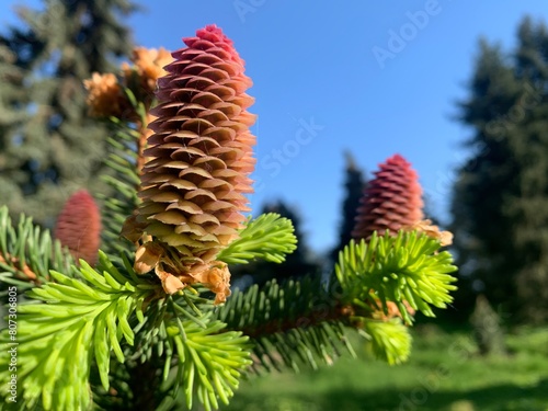 bright cones