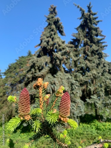 bright cones