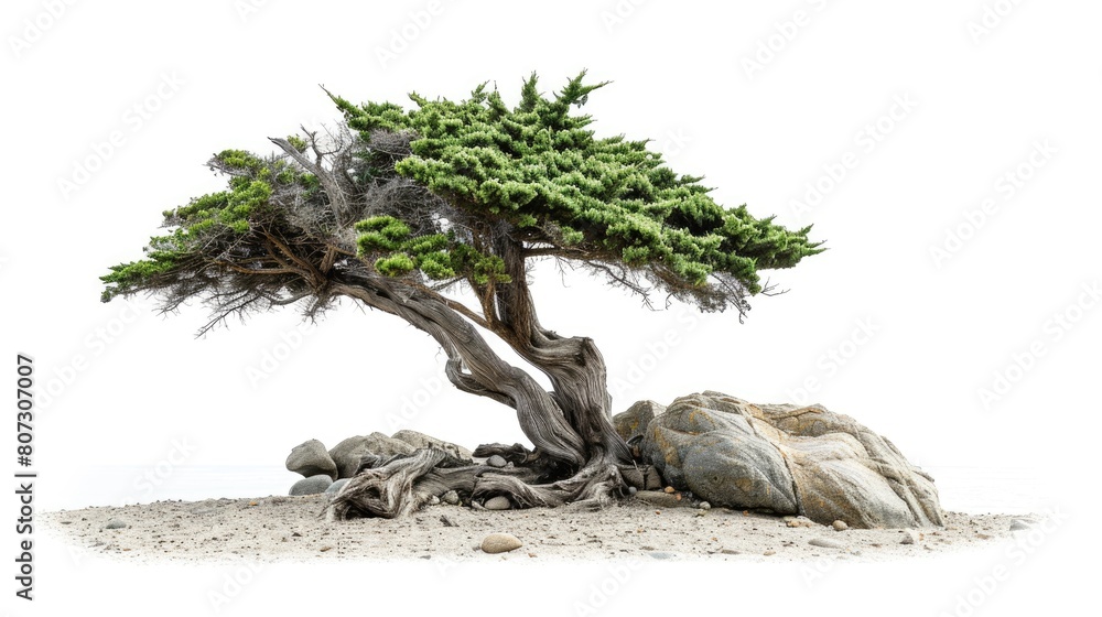 Fototapeta premium Monterey Cypress Tree Isolated on White Background. Coastal California Scenery with Ocean Pebble