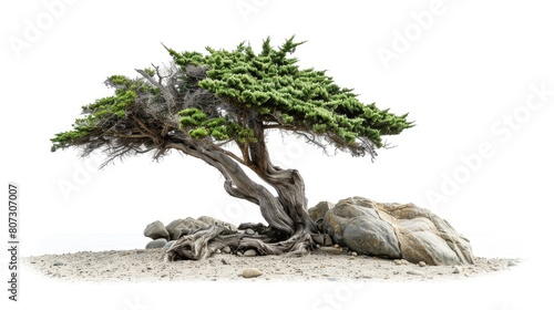 Monterey Cypress Tree Isolated on White Background. Coastal California Scenery with Ocean Pebble photo