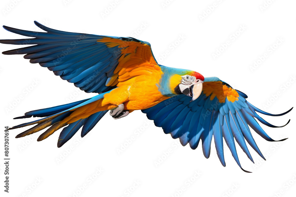 Fototapeta premium Vibrant Blue and Yellow Macaw in Flight