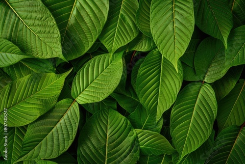 Kratom Leaves: Exploring the Beauty and Health Benefits of Mitragyna Speciosa in a Vibrant 