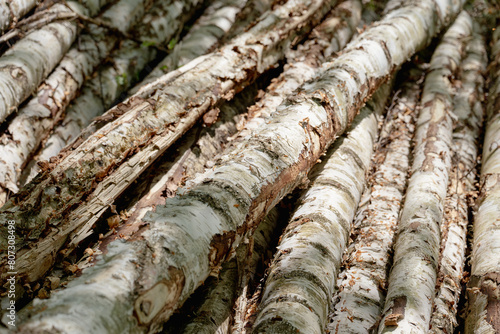 cut birch wood logs piled in a forrest