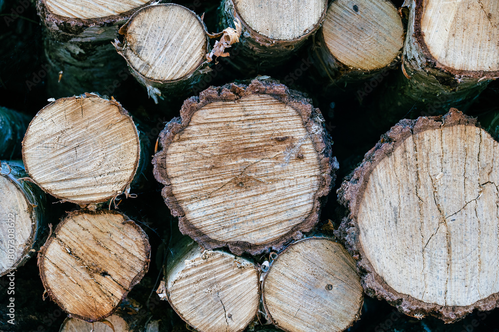 cut wood logs piled in a forrest cut wood logs piled in a forrest