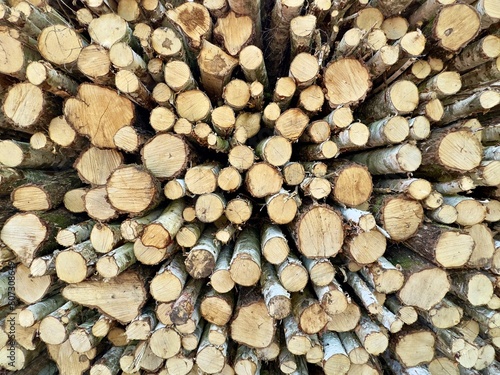 cut wood logs piled in a forrest