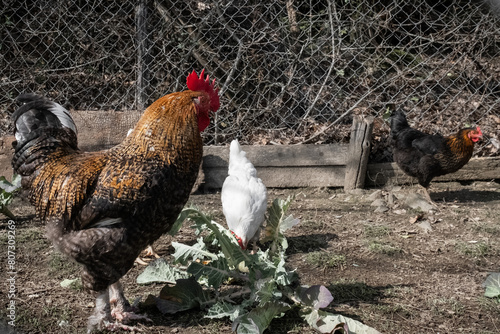 Chickens and rooster in the farmyard