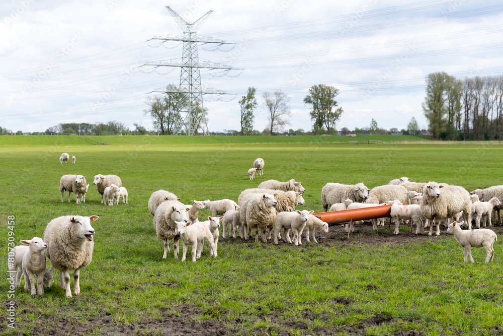 Obraz premium Sheep with young sheep on the pasture in Northern Germany