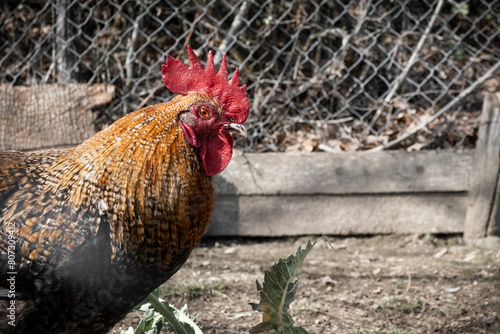 Fancy rooster portrait in a farmyard