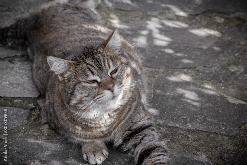 Monji, the Tabby cat, relaxing