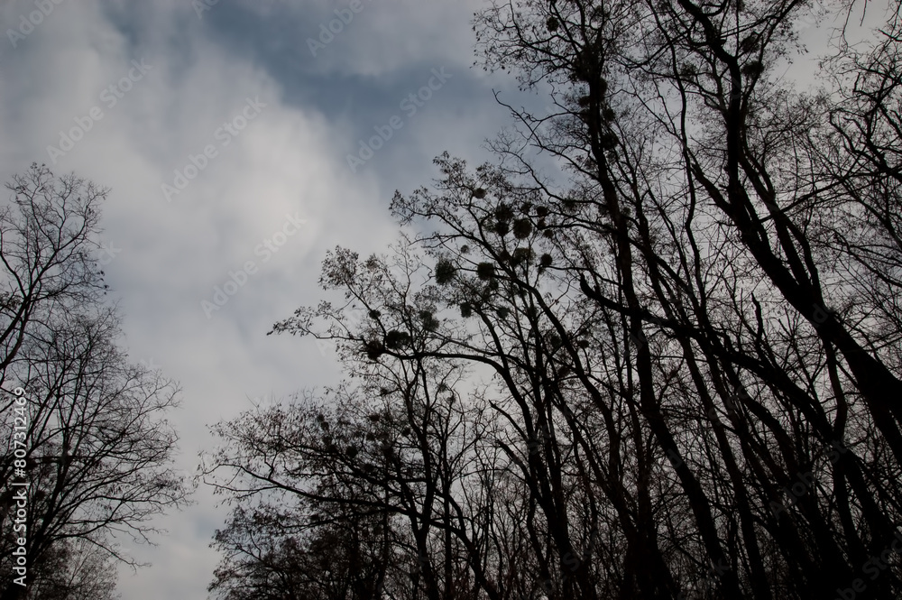 gloomy background: bare tree branches against a cloudy gray sky gloomy background: bare tree branches against a cloudy gray sky