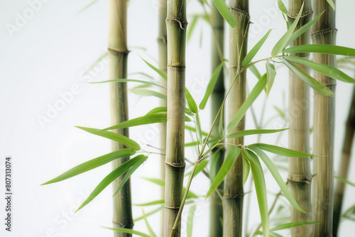 Detailed view of a bamboo plant showcasing its green leaves on a white background