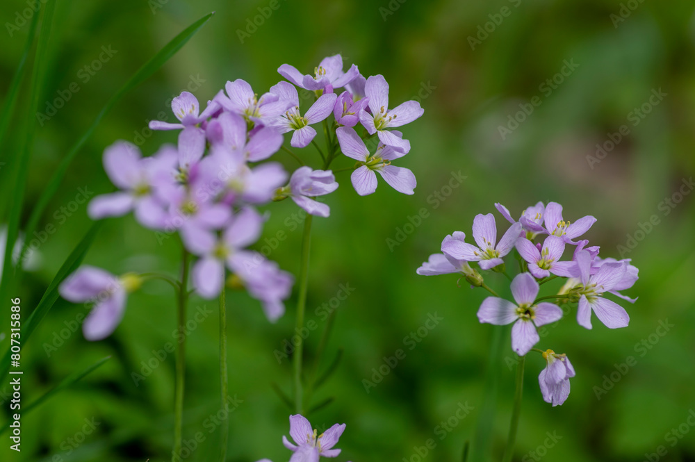 Cardamine pratensis cucko flower in bloom, group of petal flowering mayflowers on the meadow Cardamine pratensis cucko flower in bloom, group of petal flowering mayflowers on the meadow