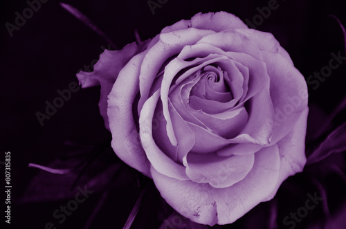 Violet rose flower on a green background