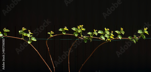 Young shoots of a grapevine brightly lit by the sun on a black background.