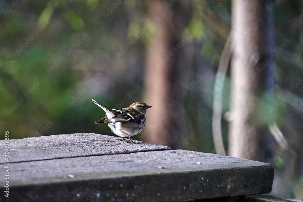 Naklejka premium bird on a fence