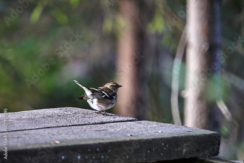 bird on a fence