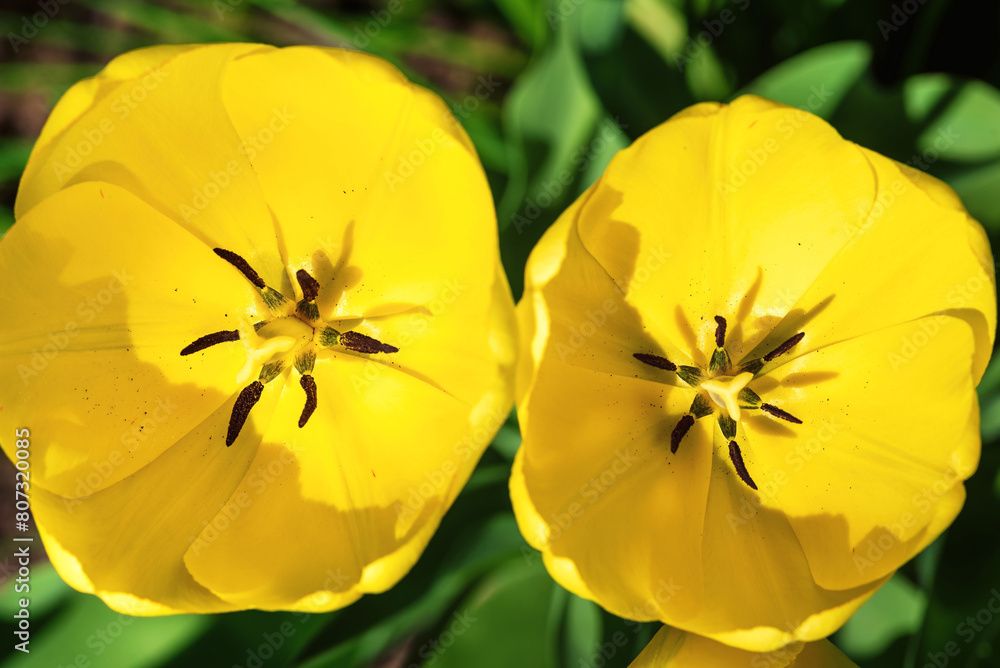 Top view of two yellow tulips in the garden. Top view of two yellow tulips in the garden.