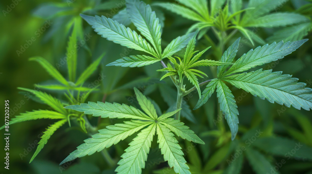 A detailed view of a cluster of vibrant green leaves
