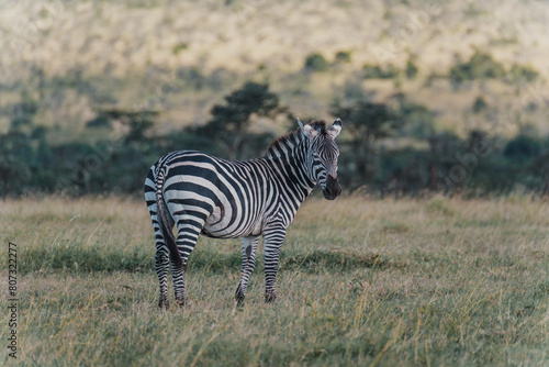 Solitary zebra in lush Masai Mara grassland