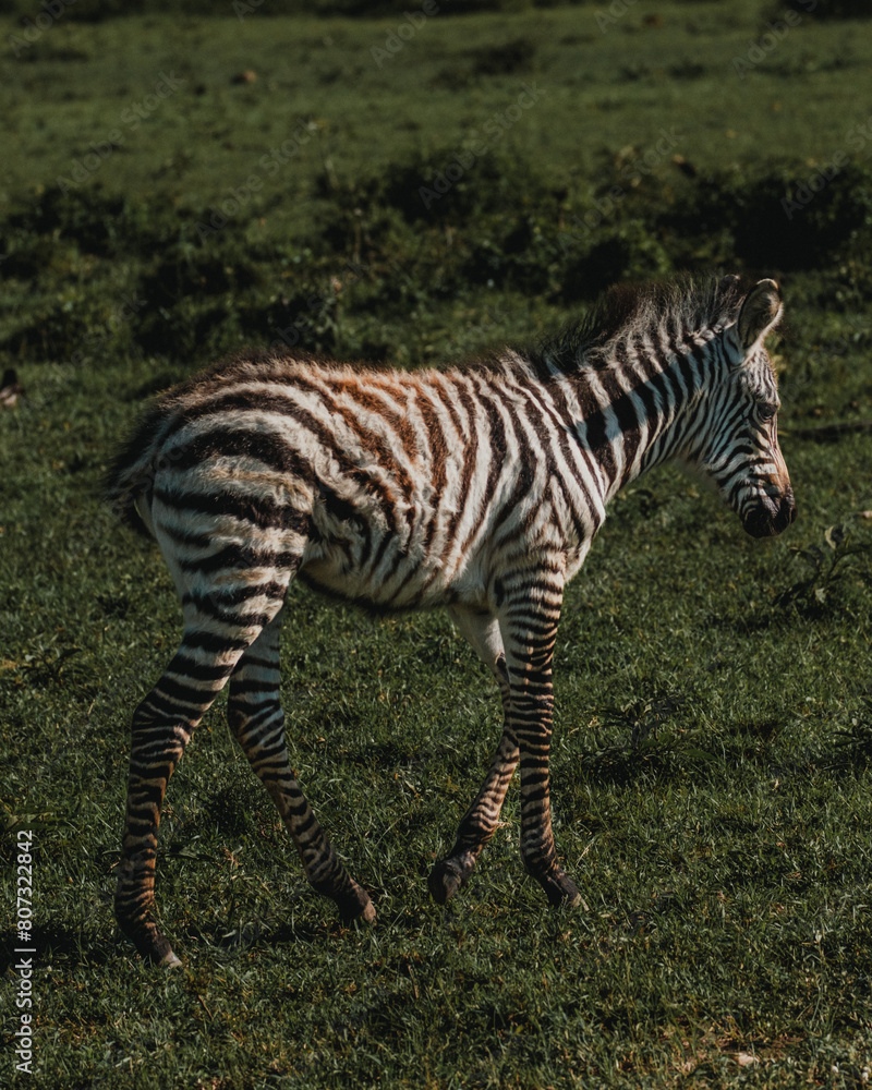 Young zebra portrait with vivid stripes, Masai Mara Young zebra portrait with vivid stripes, Masai Mara