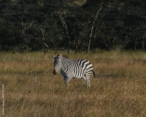 Zebra in lush Masai Mara grassland