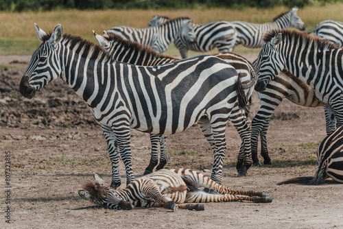 Zebras resting and standing in Ol Pejeta grassland