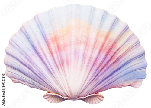 PNG Seashell clam invertebrate fragility.