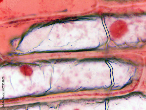 photo of epidermal cells exist in a single layer under the microscope