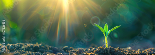A sprout growing in fertile soil photo