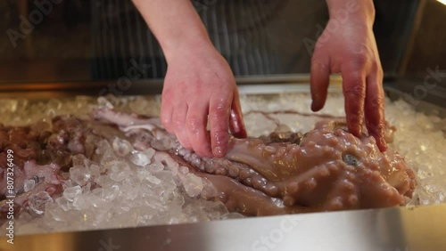 Competent male chef handling octopus laying out on bed of ice. Fresh product with pale color and tentacles with numerous suckers. Displayed on modern kitchen for culinary purposes.