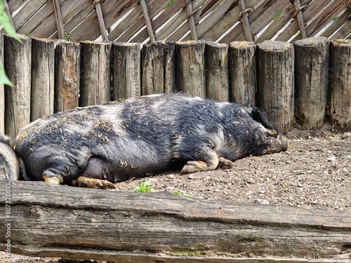 pig in a barn © Piotr
