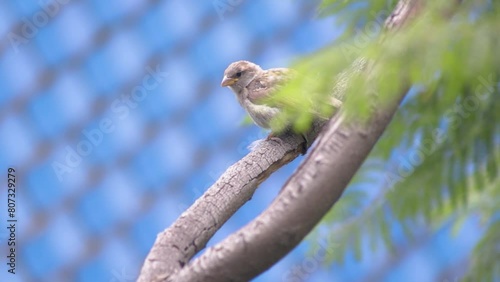 PAJAROS EN ARBOLES. HORIZONTAL