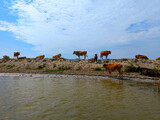 Cows on Sandy Beach by a River