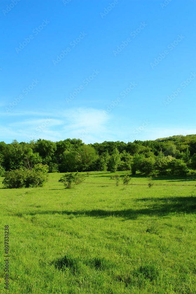 A field of grass with trees in the background A field of grass with trees in the background