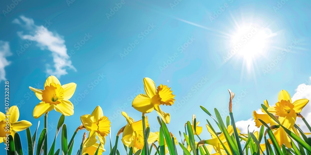 Beautiful field of yellow daffodils with the sun shining in the background. Perfect for springtime and nature-themed designs