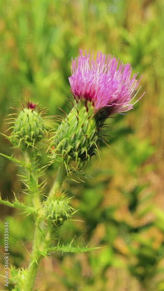 Dancing with the Wind: Violet Thistle in Closeup Dancing with the Wind: Violet Thistle in Closeup