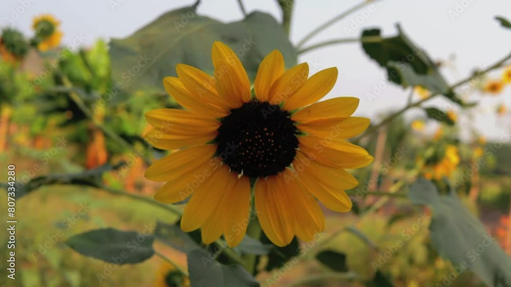 Dancing with the Wind: Sunflower in the Foreground Dancing with the Wind: Sunflower in the Foreground