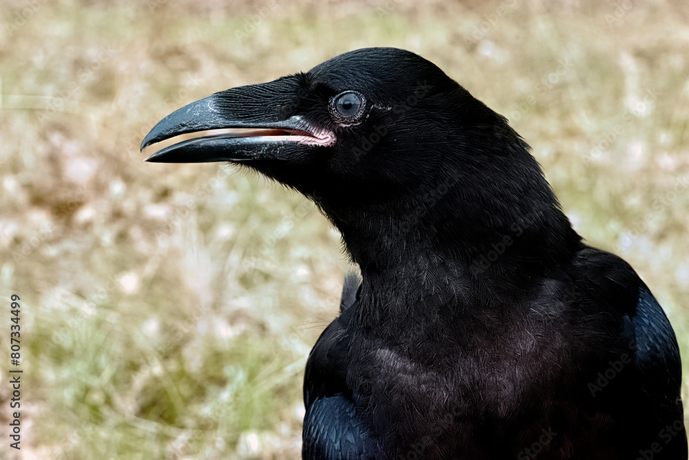 Fototapeta premium Portrait of a large black raven.