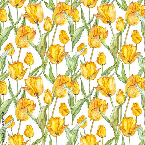 watercolor illustrations of yellow tulips on white background  seamless watercolor pattern