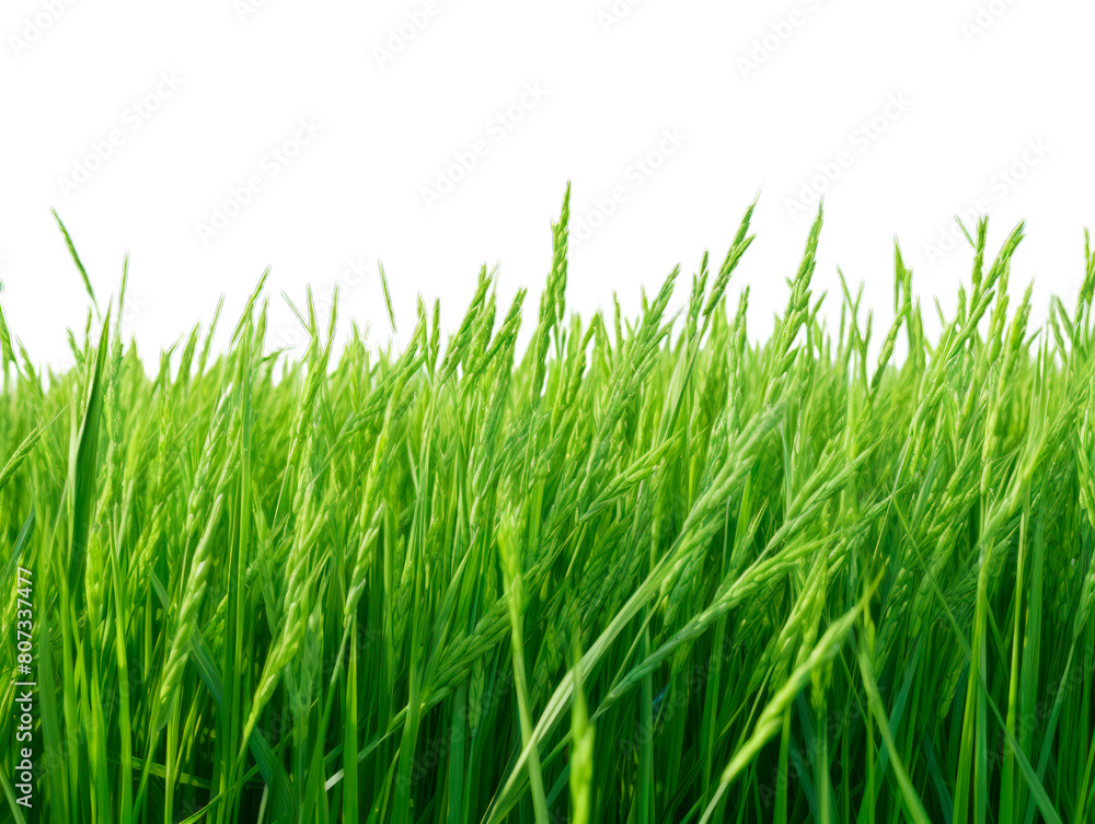 Rice Field isolated on transparent png background. Generative ai Rice Field isolated on transparent png background. Generative ai