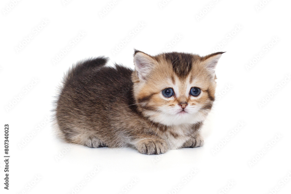 Fototapeta premium Small, playful Scottish kitten with short legs