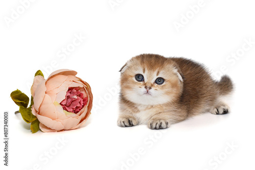 Small, playful Scottish fold kitten and a flower