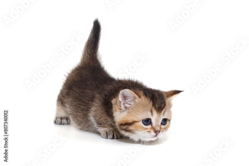 Small, playful Scottish kitten with short legs