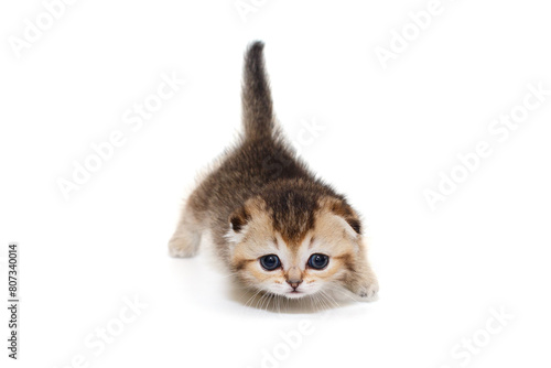 Small and playful Scottish fold kitten