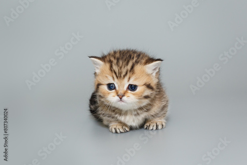 Small Scottish kitten  on a gray background.