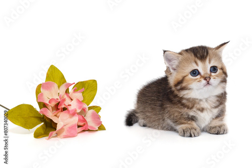 Small, playful Scottish kitten with short legs and a flower