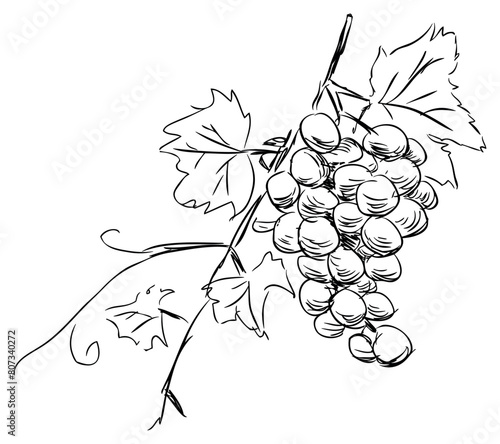 Grape ripe berries bunch,leaves,vine,winemaking, doodle sketch vector hand drawn illustration isolated on white