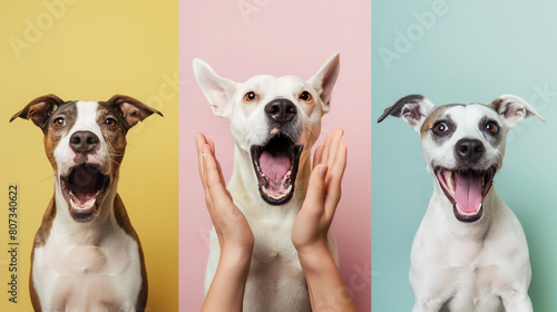 Cachorros fofos e divertidos - wallpaper HD 