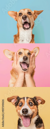 Cachorros fofos e divertidos - wallpaper HD  © Vitor